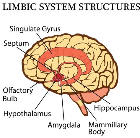 ventral striatum